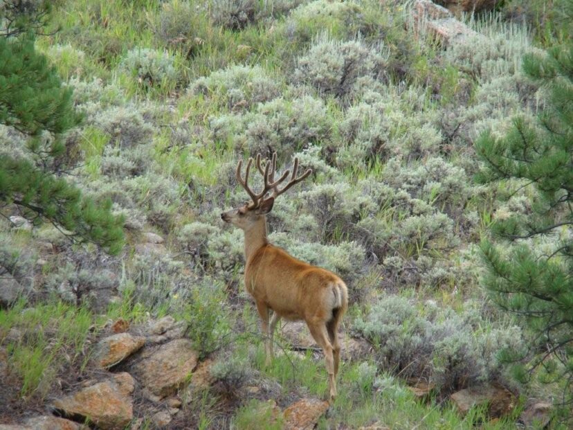 Mule deer need healthy ranch habitat