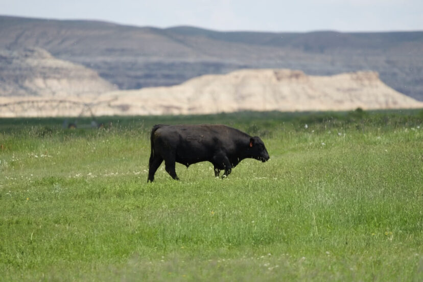 An angus bull.