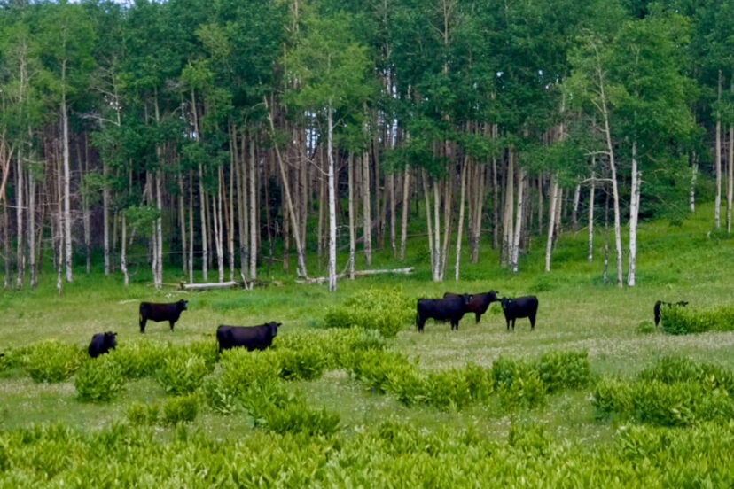 Cattle in the aspens.