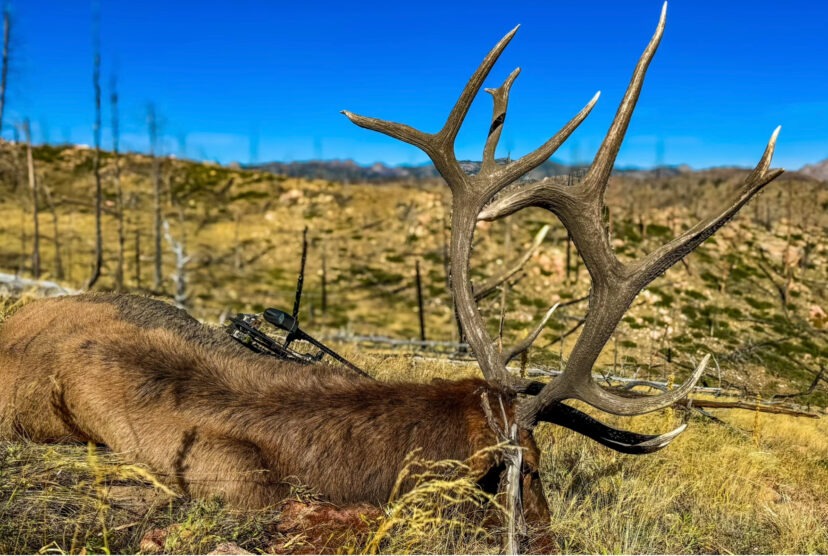 Five essentials for archery elk hunting success