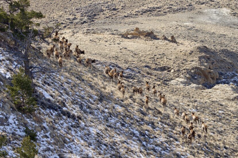 How do elk survive harsh western winters?