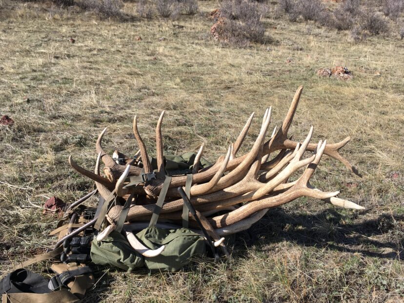 Shed Antler Hunting Regulations in Colorado, Wyoming, Utah, New Mexico, and Montana